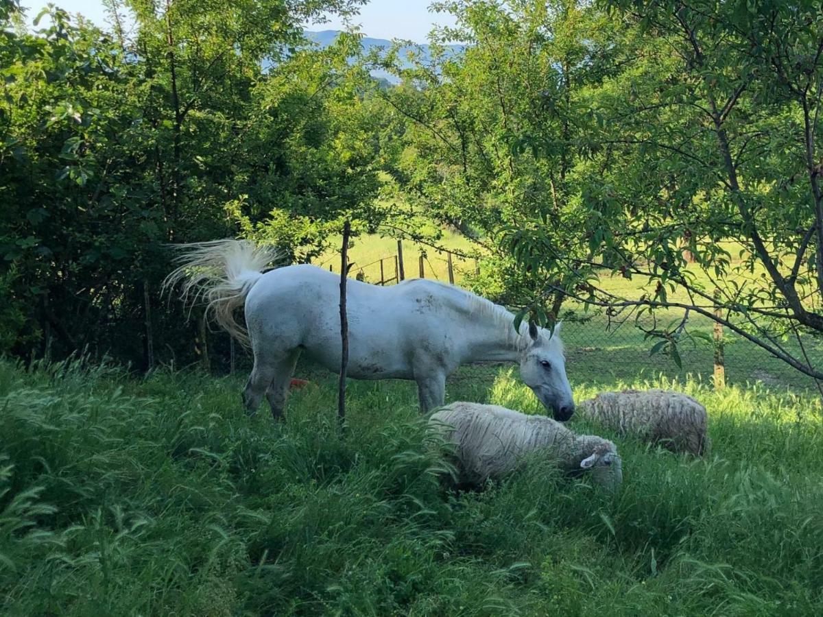 Ala Di Maniero In Agriturismo Valdrago In Toscana, Nel Verde Mugello Sulle Colline Di Firenze 보르고산로렌조 외부 사진
